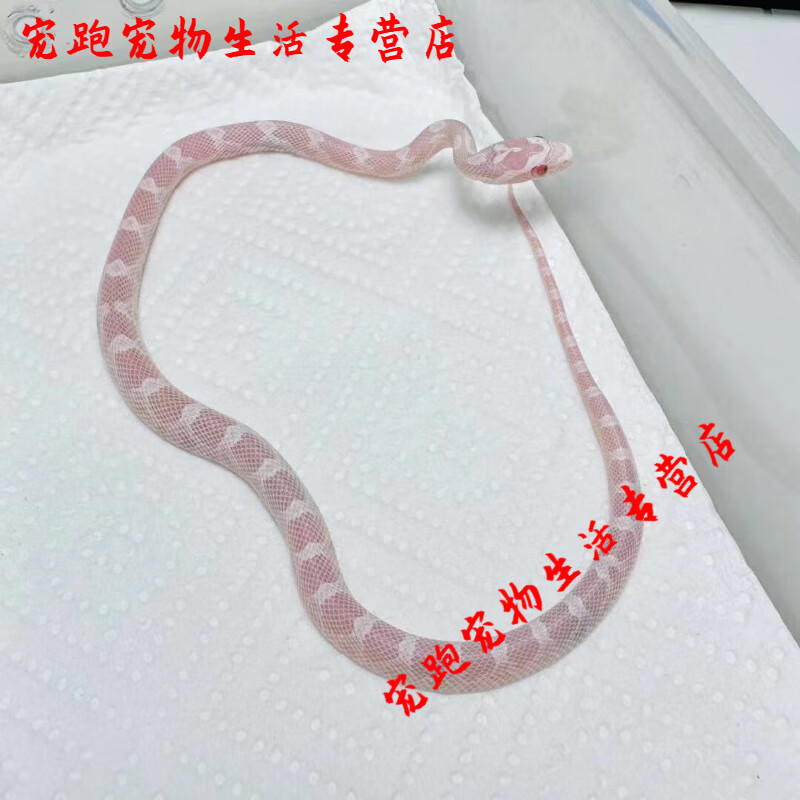 白娘娘宠物蛇玉米白化红雪白暴风雪翠棕黑黑王鼻蛇蛇 雪白玉米蛇苗