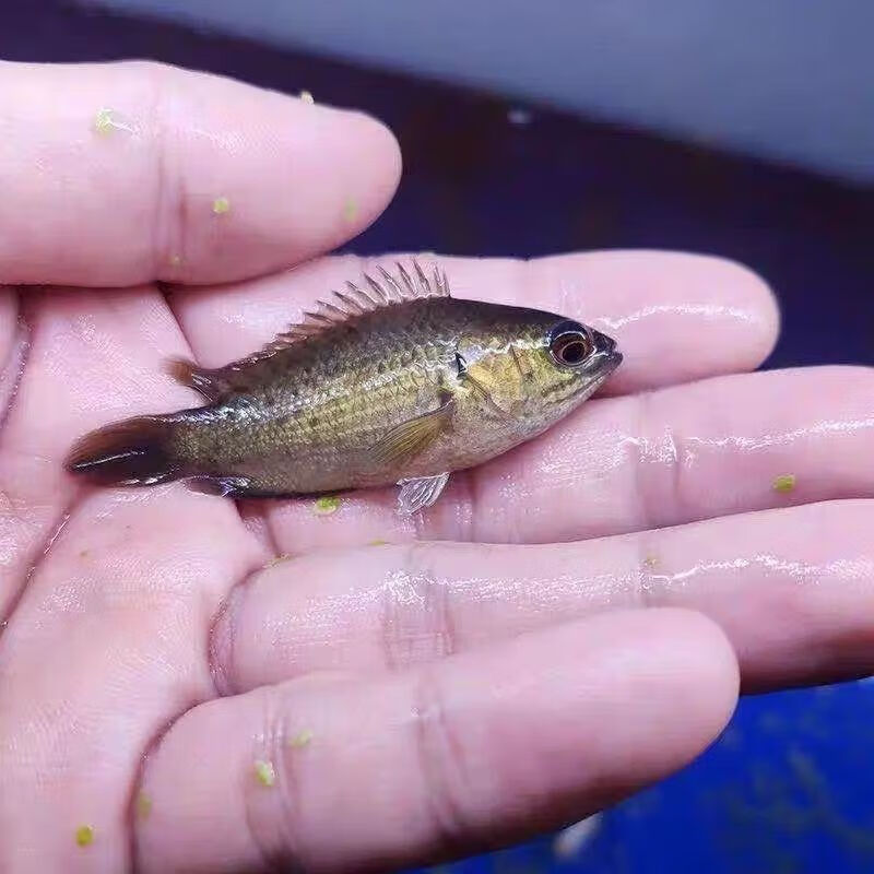 四川攀鲈鱼龟壳鱼过山鲫海巴毛原生鱼热带鱼淡水鱼凶猛鱼包活包活 2