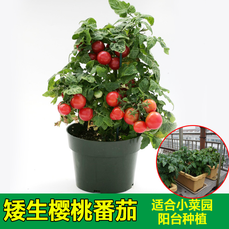 圣女果西红柿苗 阳台四季蔬菜种子 红矮生番茄种子100粒
