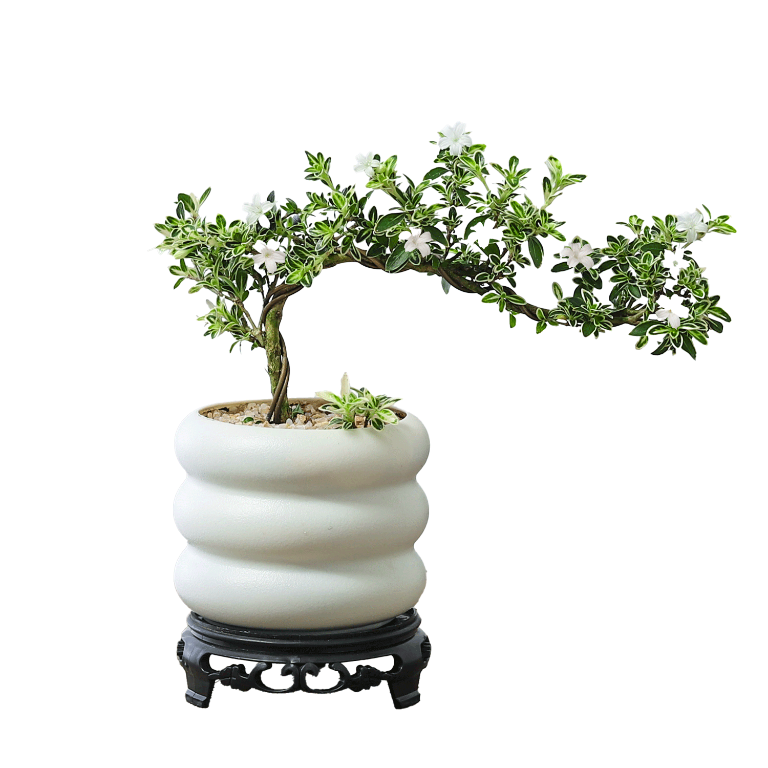 ��ѿ��������ѩ���Խ����׮��֦������ʽ�����辰�������������ֲ ����ѩ-PVCС����Ȧ��-�ܰ����� �����Ժ�