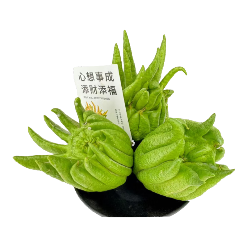 �����ʻ����ָ�250-300g �� �ؿ���������ͥ������ֲ��������Դͷֱ��