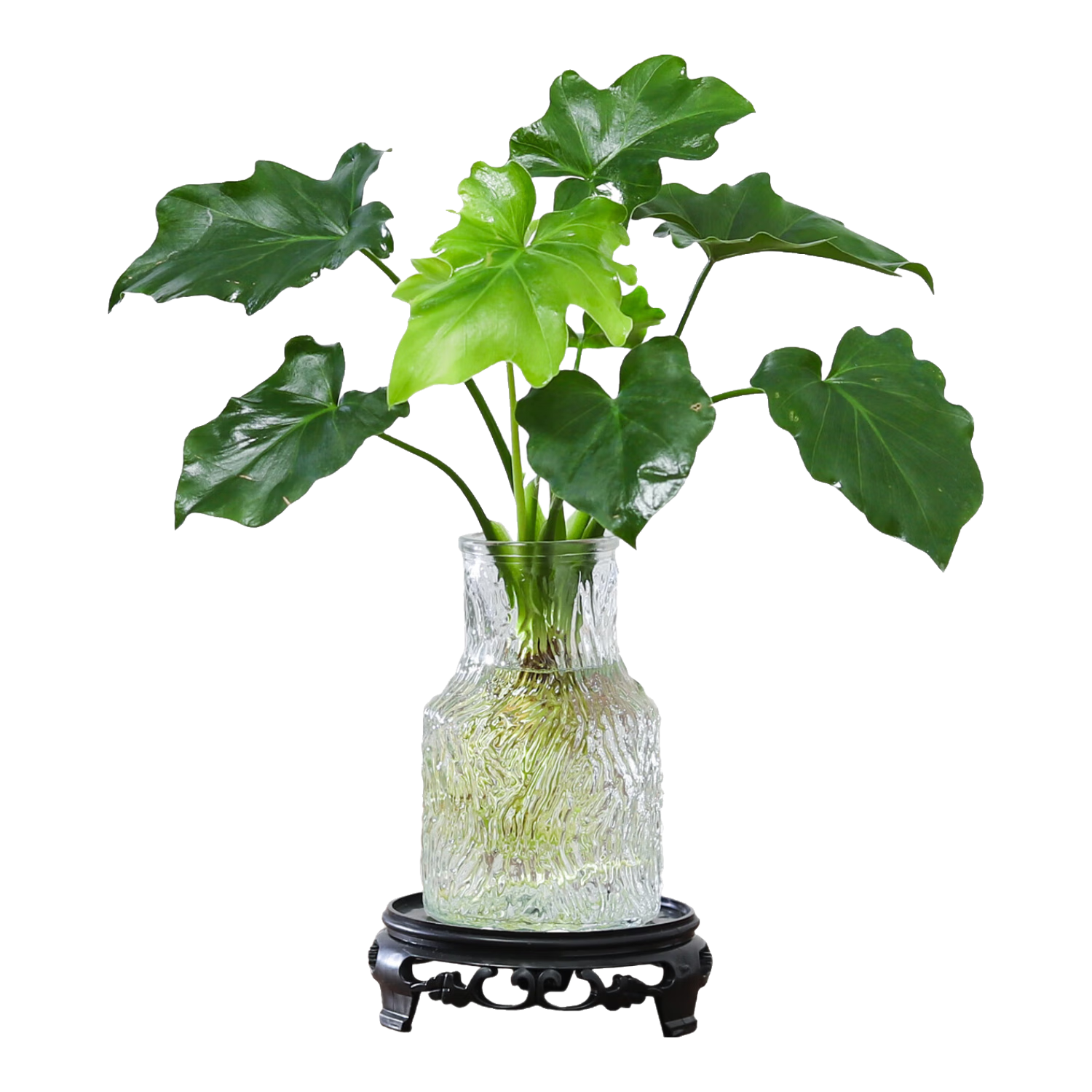 八芽 文竹盆栽 春羽-波浪瓶-密胺托盘 含盆 6.8元(需领券)