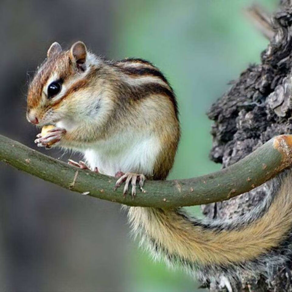 znmw松鼠幼儿宠物活物儿童网红宠物异宠包活人温顺好养花栗鼠玩偶