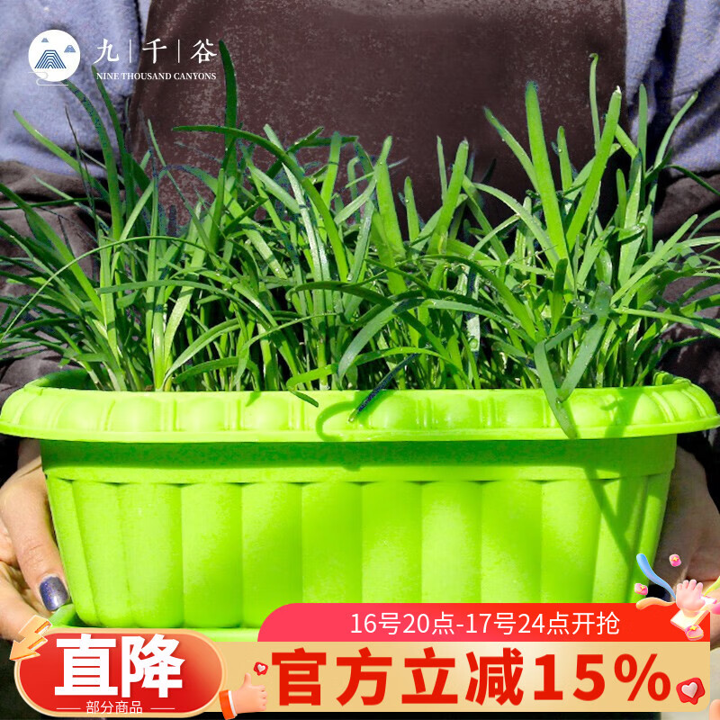 九千谷种菜盆种植盆韭菜盆绿色1个装 阳台种植箱33*24.5cm 带托盘3705