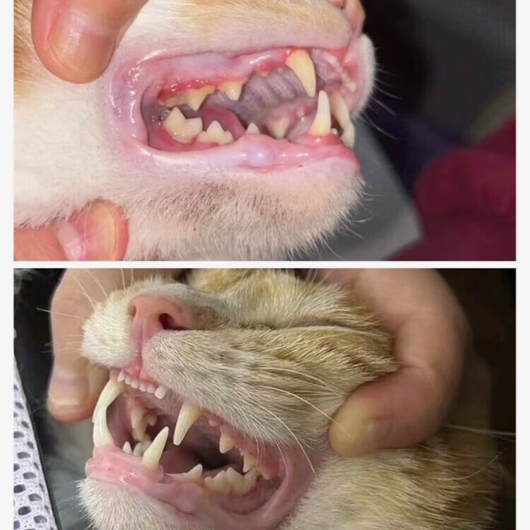 猫2801腹传冠状杯状口炎定制绿色胶囊确诊无效包退可顺丰次日达 【10粒散装】3公斤猫可用15-20天