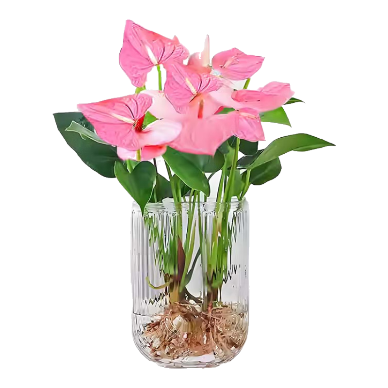 ԰׷һ˳شŻڿˮֲ Լ30cm-UͲ 8.37Ԫ