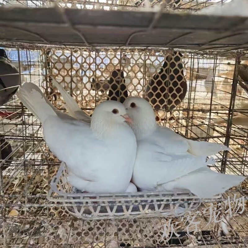 王种鸽青年鸽信鸽赛鸽观赏鸽白鸽肉鸽一对 白羽王【90天龄】留种最佳