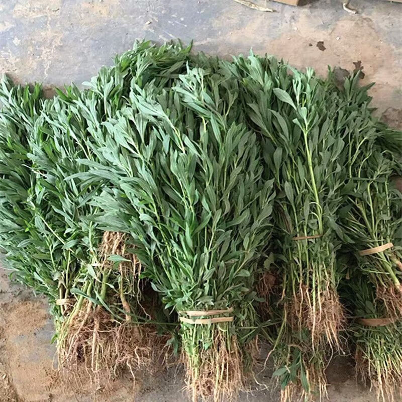 北京同仁堂扫帚苗全草 药用带根全草扫帚苗新鲜野菜扫把菜扫帚菜地肤草 药用带根全草净重3.01斤【不可做菜和栽种】