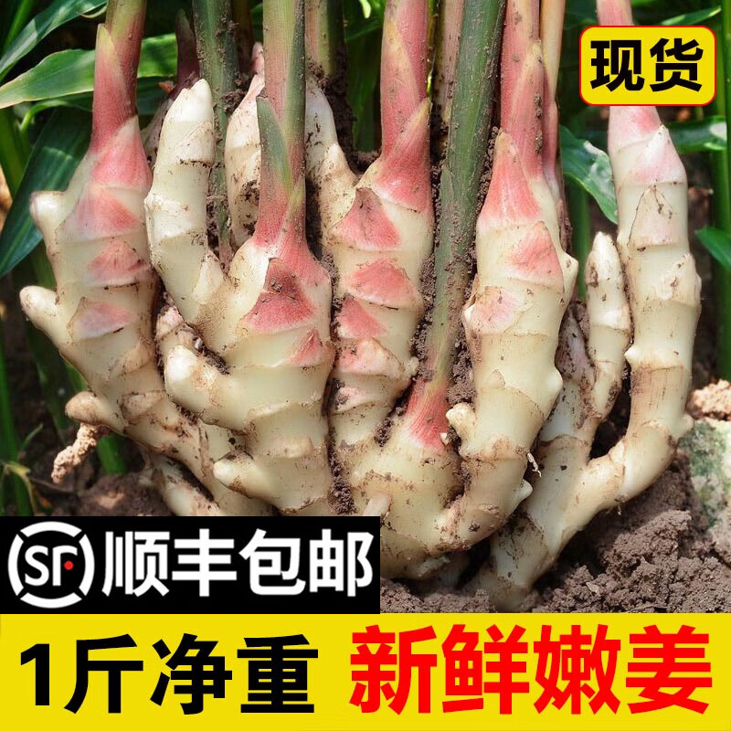 嫩姜新鲜 山东红芽生姜 大仔姜子姜 糖醋姜农家当季大姜
