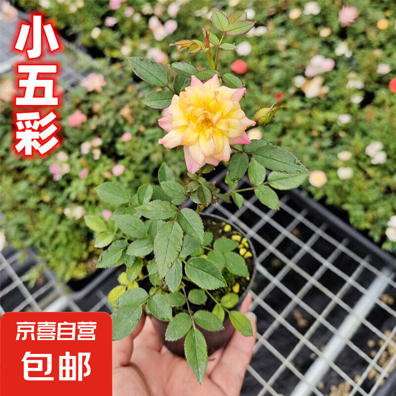 ���¼��ձ�����Ů����΢Ǿ΢�����辰ͥԺ������̨�����Ի��� Լ20cmС��� �����Ժ�