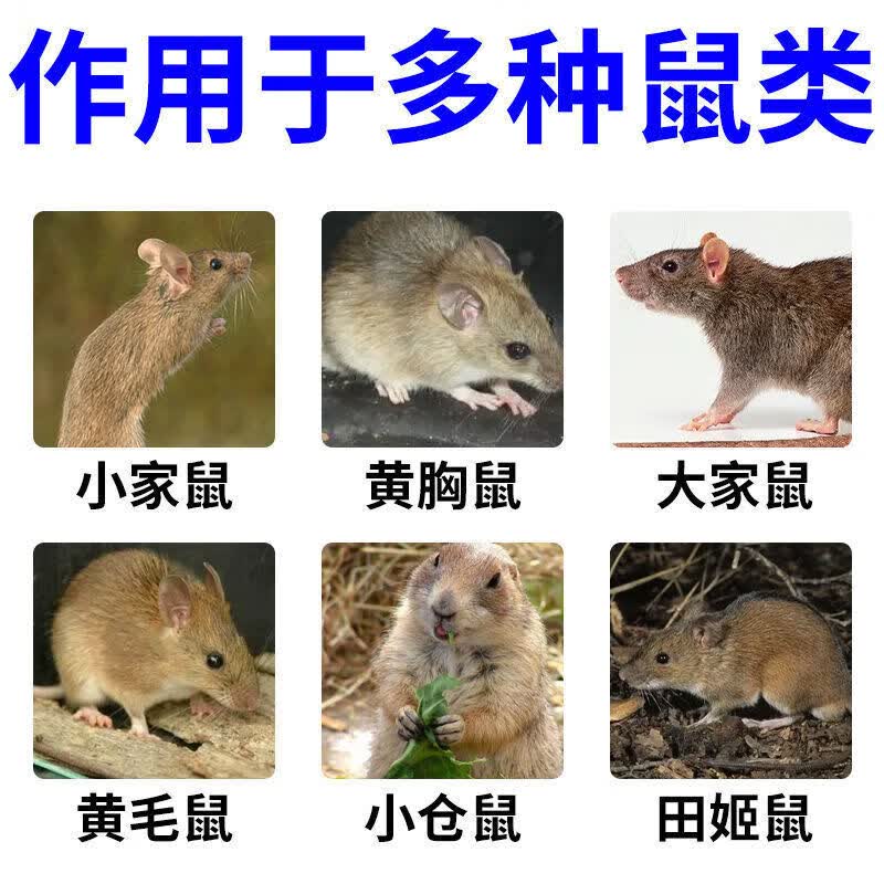 户净驱鼠喷雾家用强效灭鼠剂老鼠克星车用汽车发动机舱专用灭鼠驱鼠器 100㎡ 3瓶【买2送1】强力驱鼠