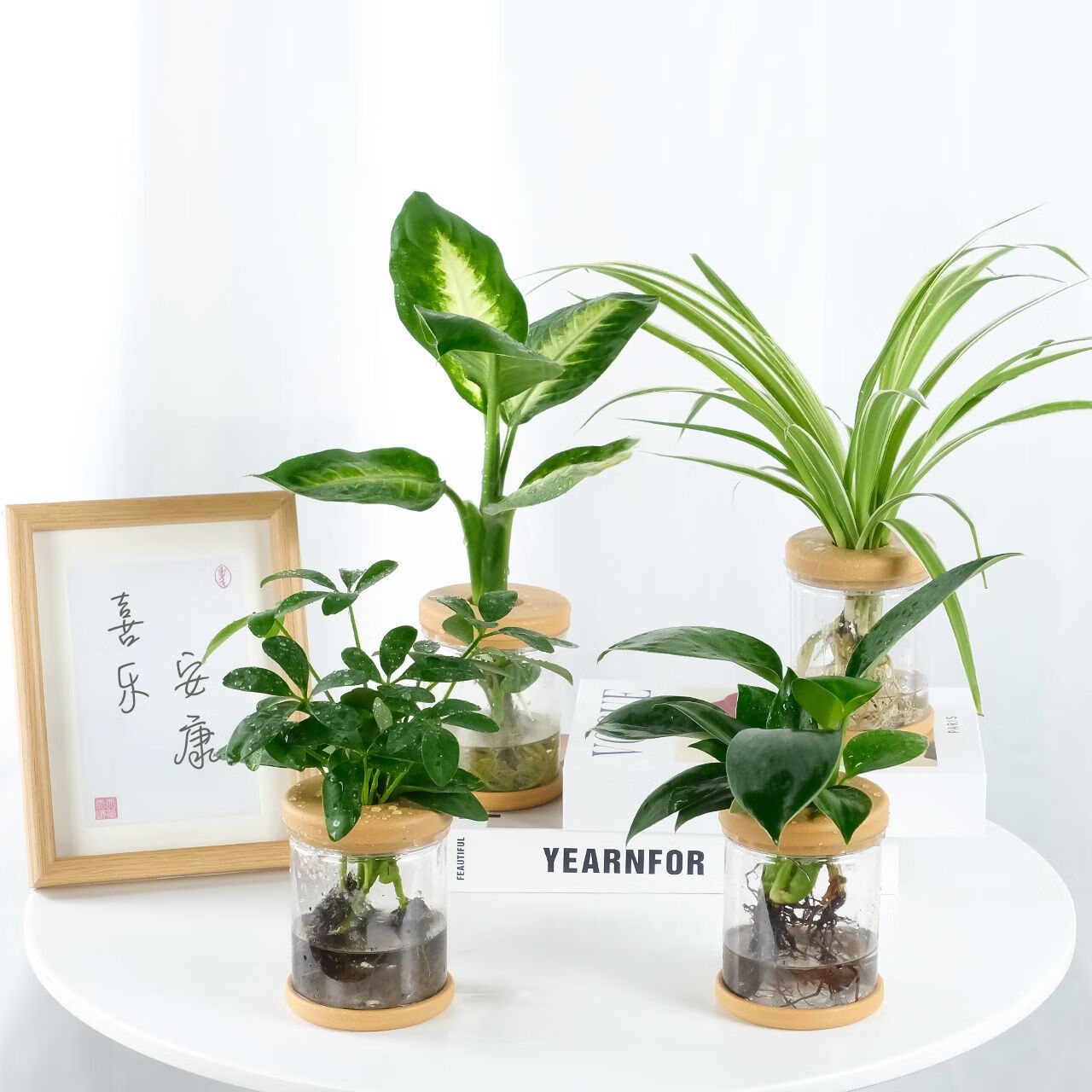 花点时间（Reflower）水培植物办公室桌面切枝花卉盆栽室内客厅盆景高级绿植 【四件套A】吊兰+玛丽安+金钻+鸭脚木(