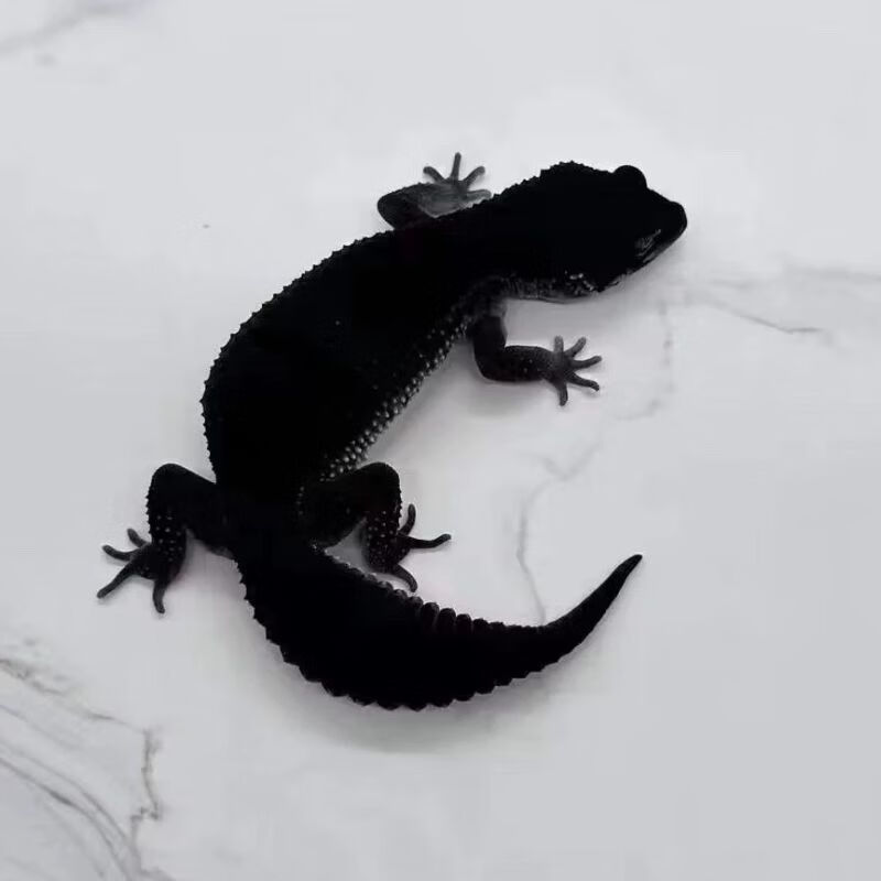 宠以沫豹纹守宫新手入门懒人爬宠异宠物蜥蜴温顺可爱阳光萝卜柠檬霜