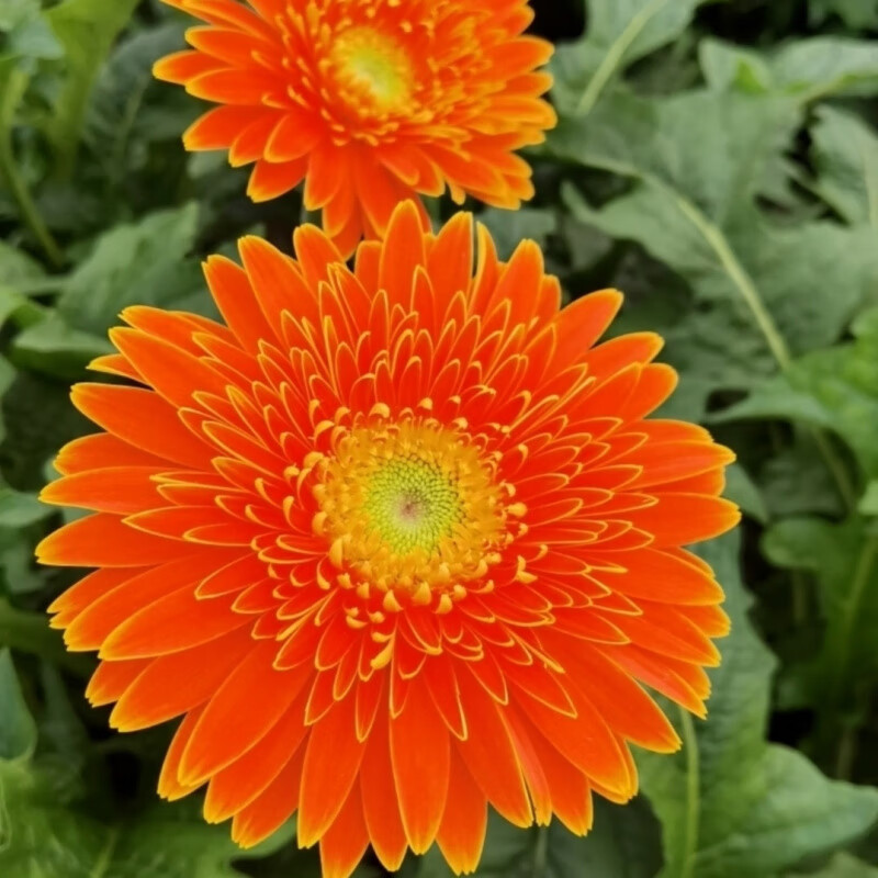 高杆非洲菊扶郎花苗盆栽鲜切花太阳花拉丝菊庭院阳台四季开花不断 大