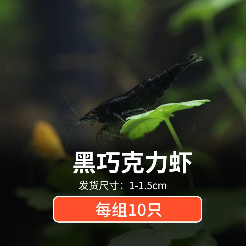 火黑壳虾除藻虾樱花虾黄金虾集火水晶草缸观赏工具虾 黑巧克力虾10只