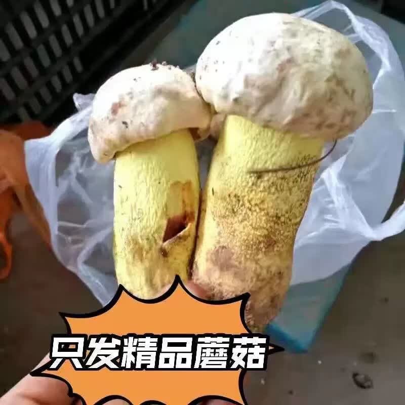 野生菌见手青牛肝菌新鲜现采顺丰空运粉菌白葱云南野生菌蘑菇2026 510g一斤精品质量装
