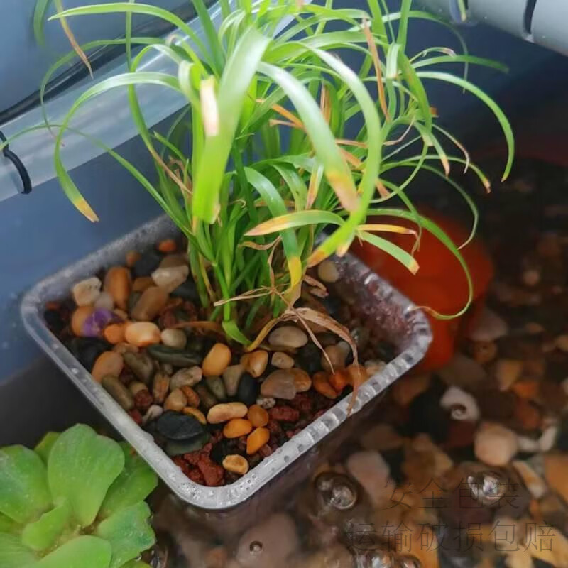 水菖蒲沼泽过滤植物防龟咬方盆加厚透气塑料花盆控根定植篮水培篮 控根篮5个+水生慈姑15个
