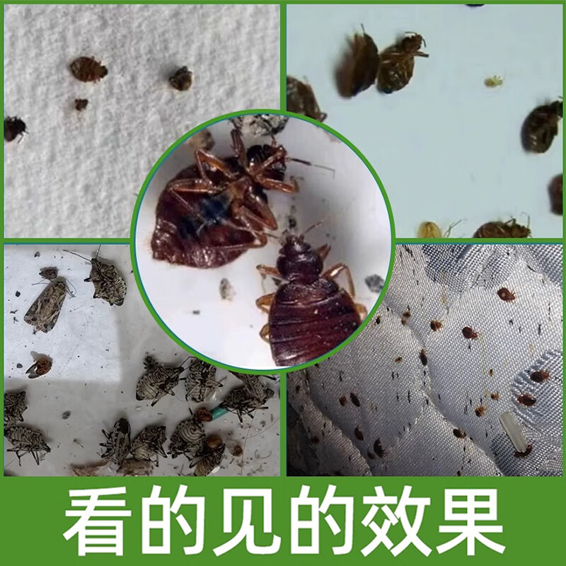 皎洁臭虫药床上专用杀虫剂家用除床虱神器除虫驱防去臭虫克星粉剂宿舍 30包