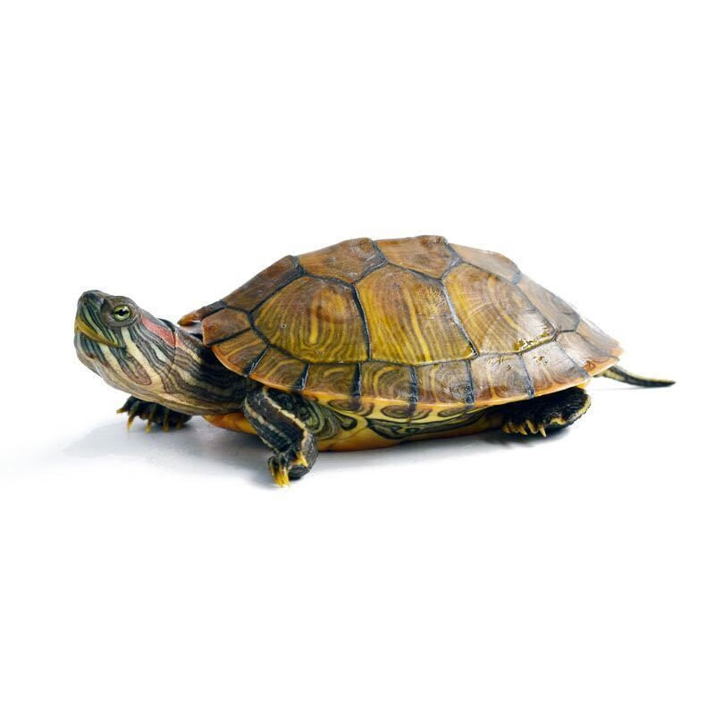 萌龟饲家(mengguisijia)十元多种小乌龟活体巴西草龟花龟南石龟墨龟