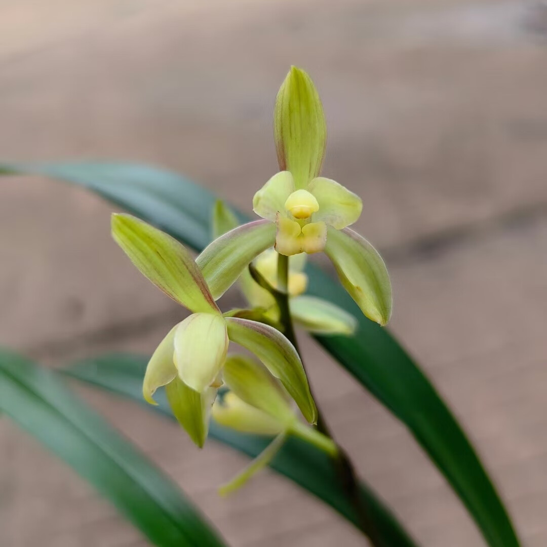 兰花 建兰 四季兰 小主水仙 月下美人 绿植花卉盆栽 花期有带花苞