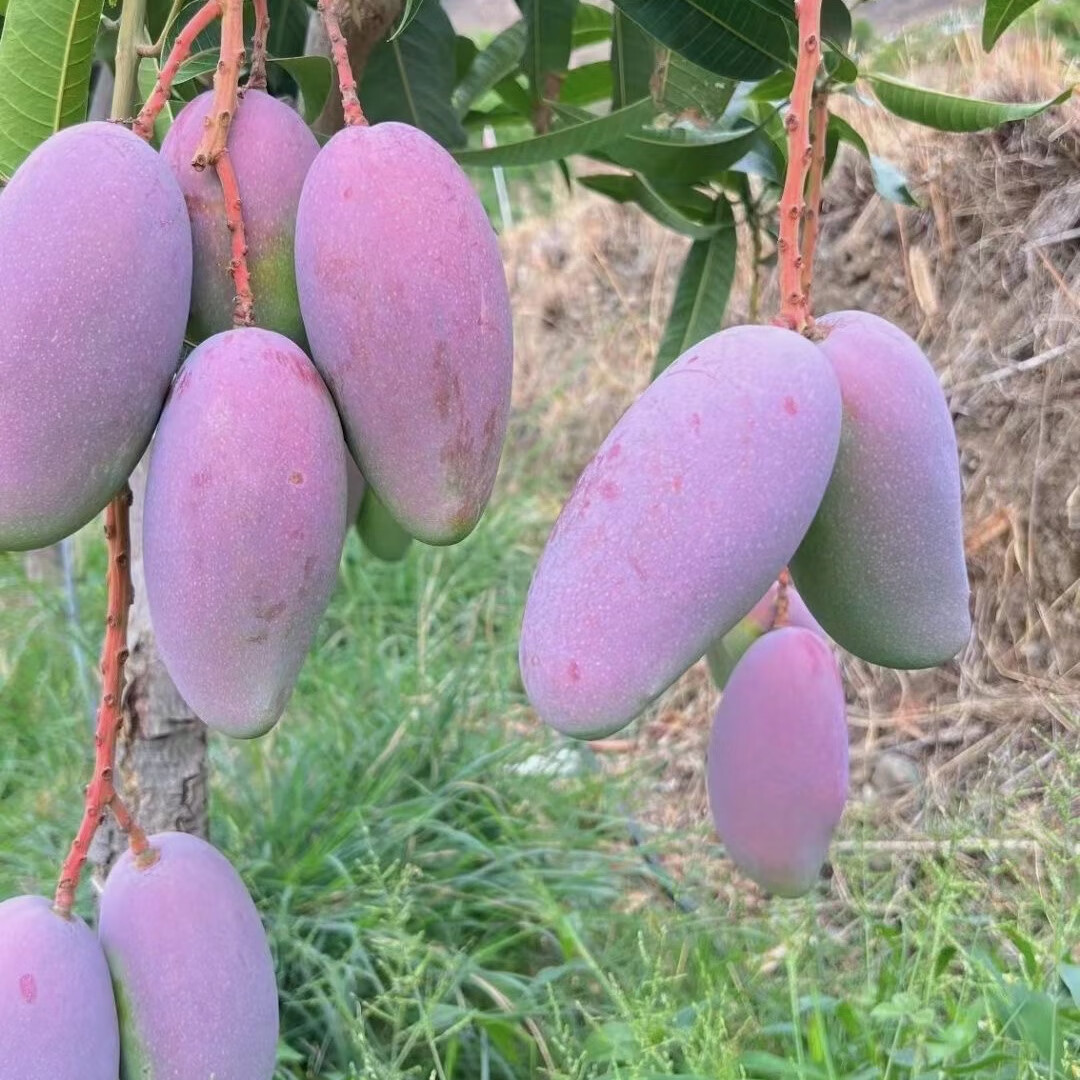 攀枝花大贵妃芒200g-350g 带箱10斤