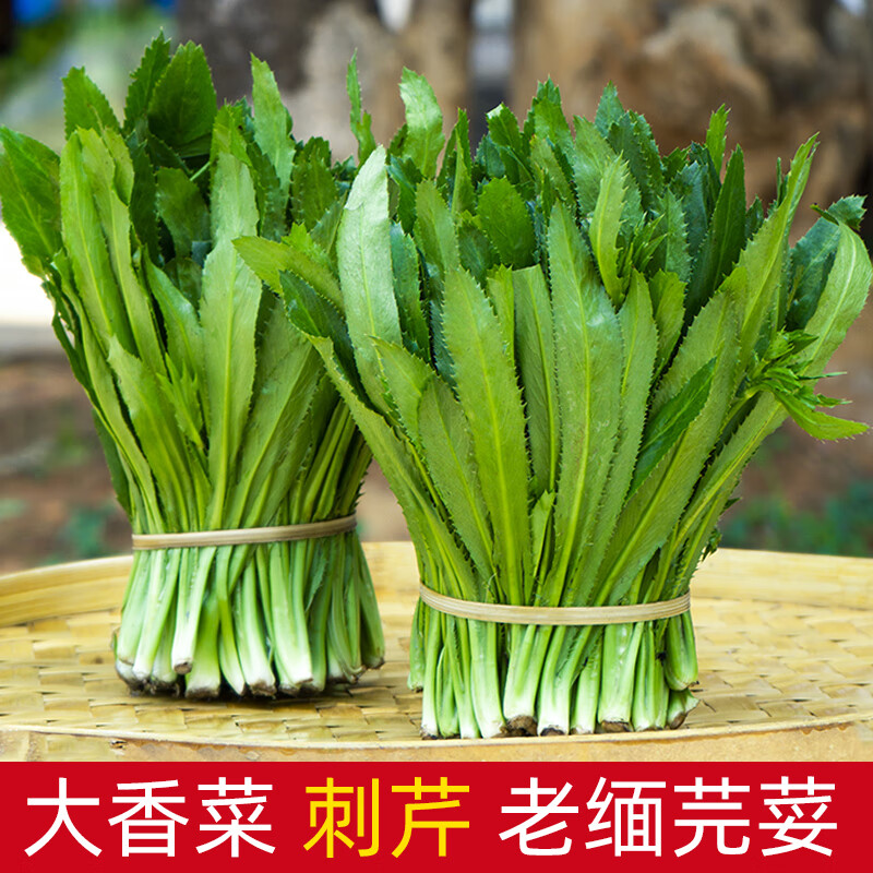 大香菜250g新鲜老缅甸芫荽香菜刺芹刺芫荽芫茜元西云南德宏大芫荽 250