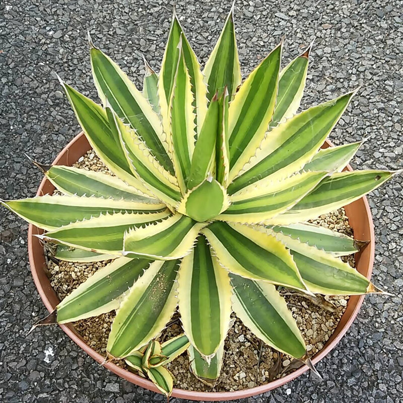 七抒炫影龙舌兰科植物合集稀有品种 agave 泷雷世之雪冠耐旱多肉植物