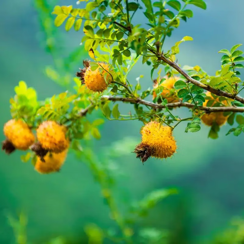 萃小萃贵州刺梨原液原浆原汁新果冷榨有机0添加果汁饮料NFC纯汁高vc自饮 正装30ml*10袋