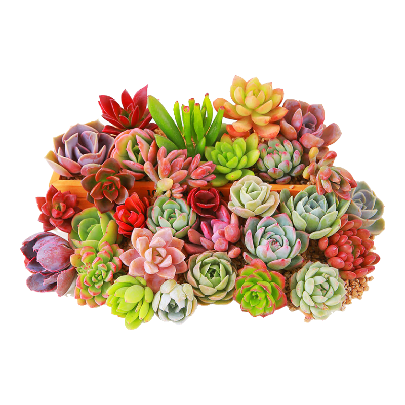 ����ֲ�� �ſš�������������18�� 7.99Ԫ