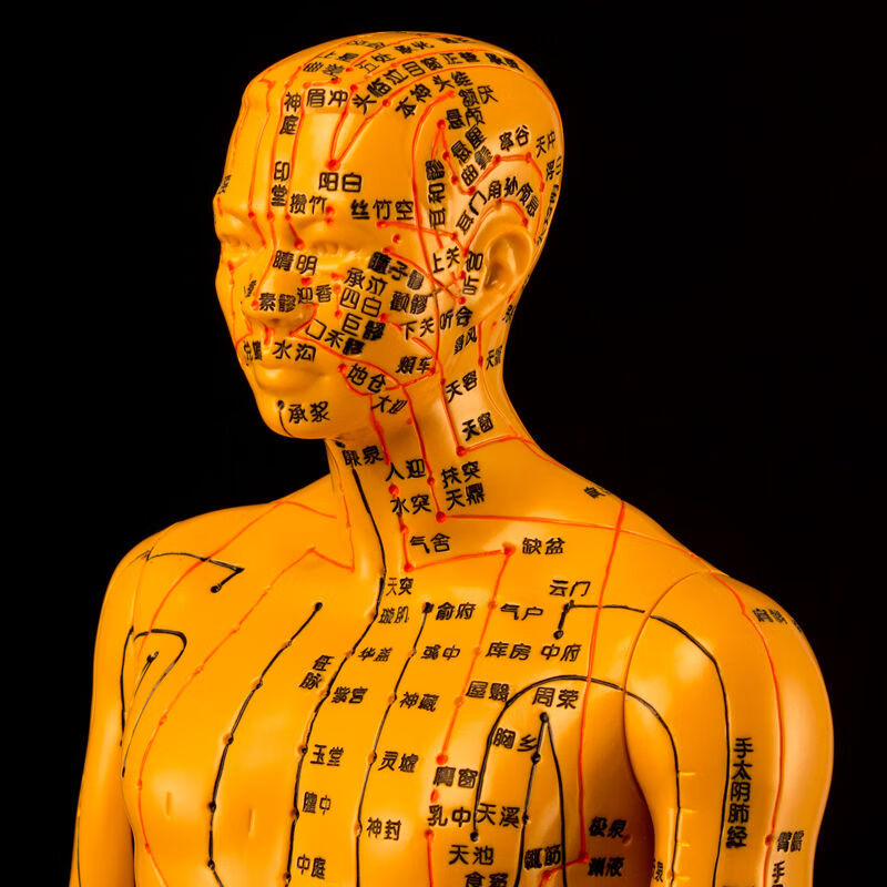 中医针灸穴位图人体模型铜人全身十二经络小皮人针灸模特扎针练习 48