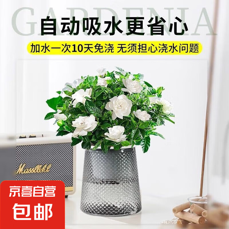 ���������ӻ����������������ӻ�����������ֲ�ļ�����ˮ�����ȩ ��1�衿���ӻ���15-20cm+��ɫ������