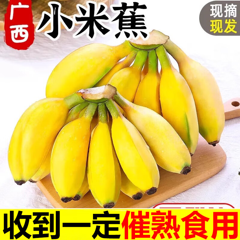 粤迎广西小米蕉【青蕉发货收到需催熟】芭蕉香产地直发甜粉糯现摘现发 5斤手挑【香甜软糯】净4.5斤