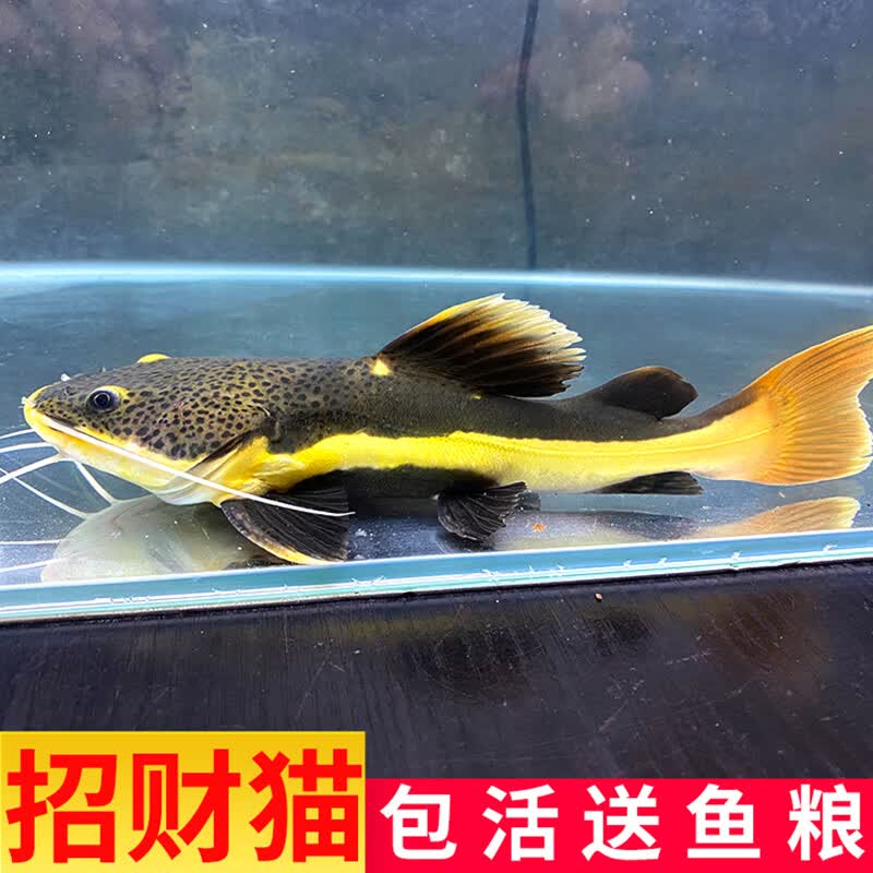 墨一招财猫活体狗仔鲸红尾猫底层鲶鱼鸭嘴热带观赏鱼大型 招财猫8-10