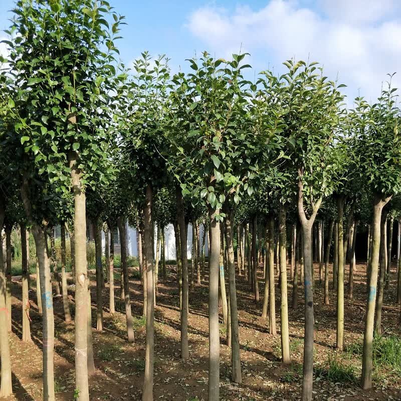 大叶女贞树苗庭院地栽四季常青高杆女贞苗园林绿化苗南方北 大叶女贞