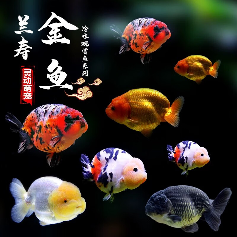 兰寿金鱼小型淡水冷水好养纯种国粹泰狮活鱼鹤顶红锦鲤观赏鱼 兰寿1条+1条备损共2条 4-5cm