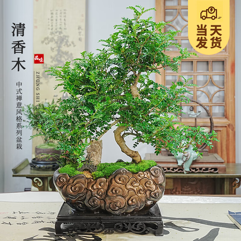 ��ʱ�� �ڹǲ�СҶ��̴���� ��ʽ�����辰����۾���׮����ľ������ֲ S����׮����ľ+������+����