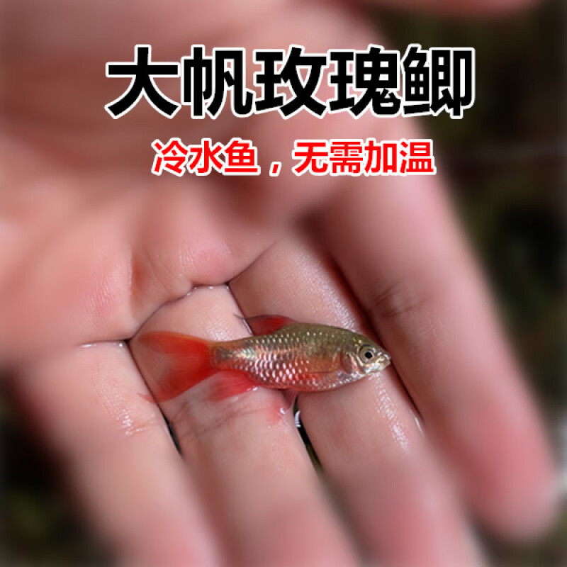 大帆玫瑰鯽 冷水魚 原生魚 無需加溫 溪流缸造景魚 小型觀賞魚活 大帆玫瑰鯽2條(3cm) 慢慢開始發(fā)色