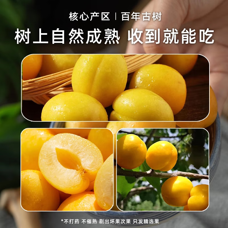 【新疆直发】正宗新疆小白杏新鲜轮台吊杆杏水果整箱团购送礼 净重精选果4斤【京东空运】