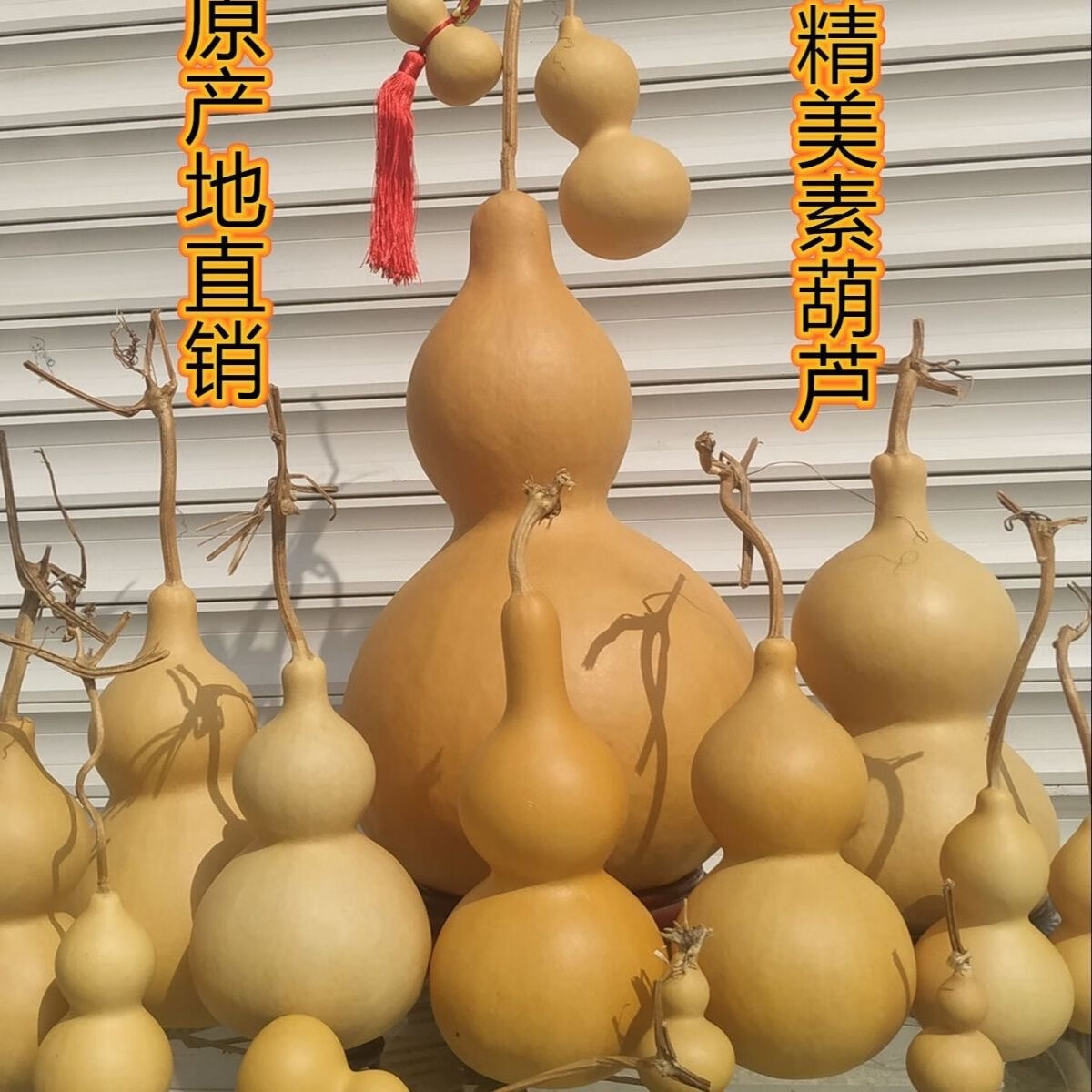 天然葫芦风水挂件客厅招财大号镇宅摆件带龙头居家办公文玩小葫芦 46至49厘米有龙头品相好 摆件送底座五帝钱