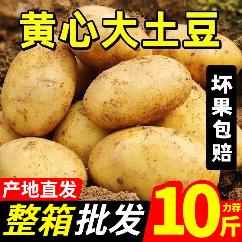 现挖黄皮黄心土豆爆皮土豆新鲜蔬菜高山马铃薯土豆泥火锅食材 黄心土豆  5斤小果