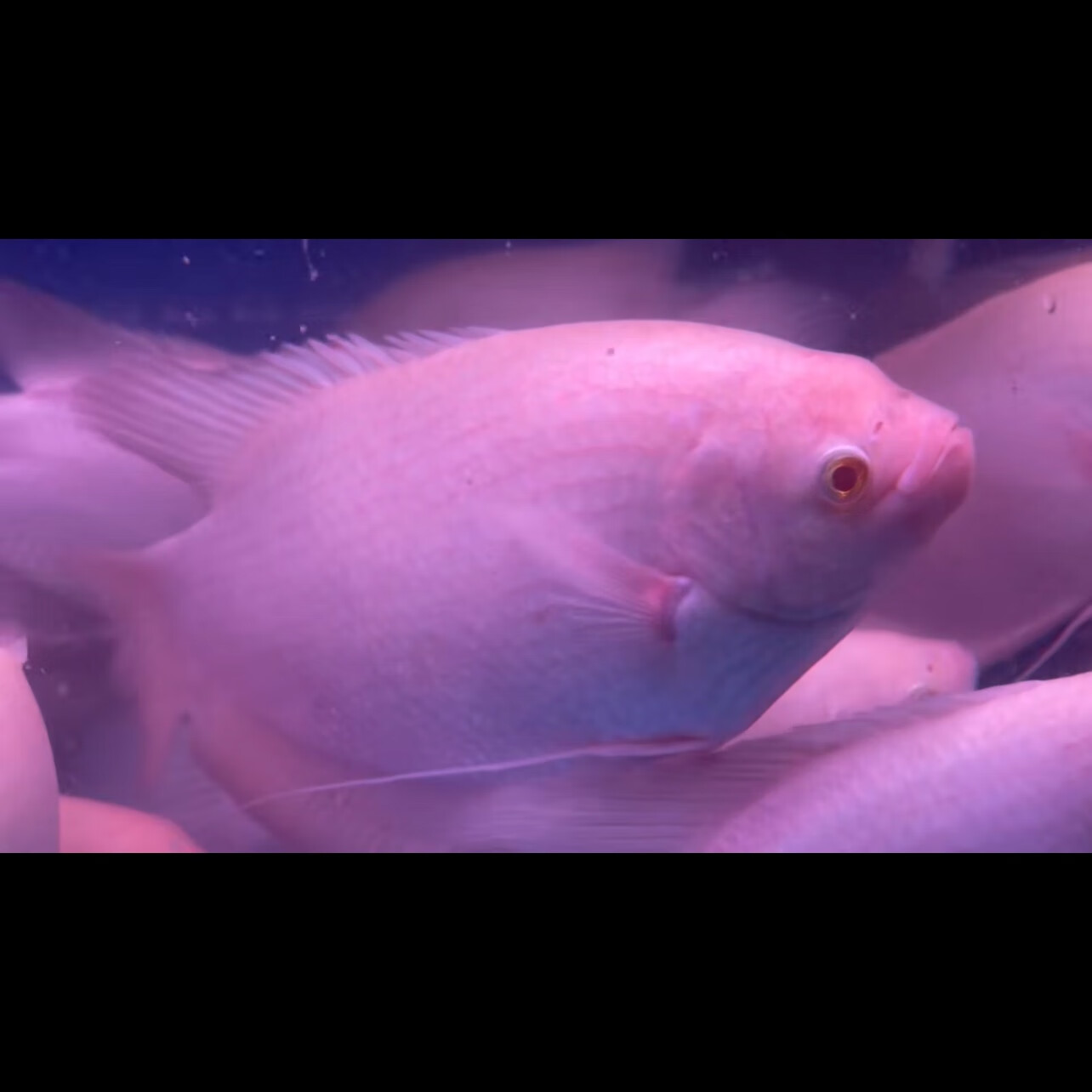 瀚幻红眼招财鱼战船鱼热带鱼活体红尾战船古代黑战船大型观赏鱼发财鱼