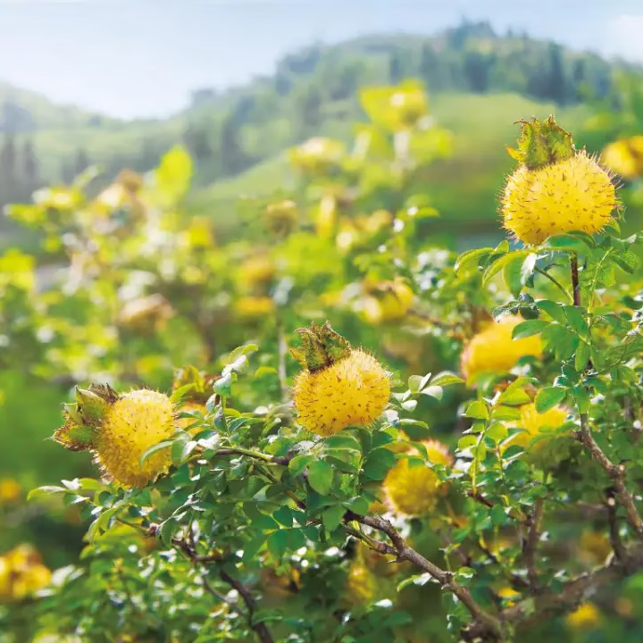萃小萃贵州刺梨原液原浆原汁新果冷榨有机0添加果汁饮料NFC纯汁高vc自饮 正装30ml*10袋