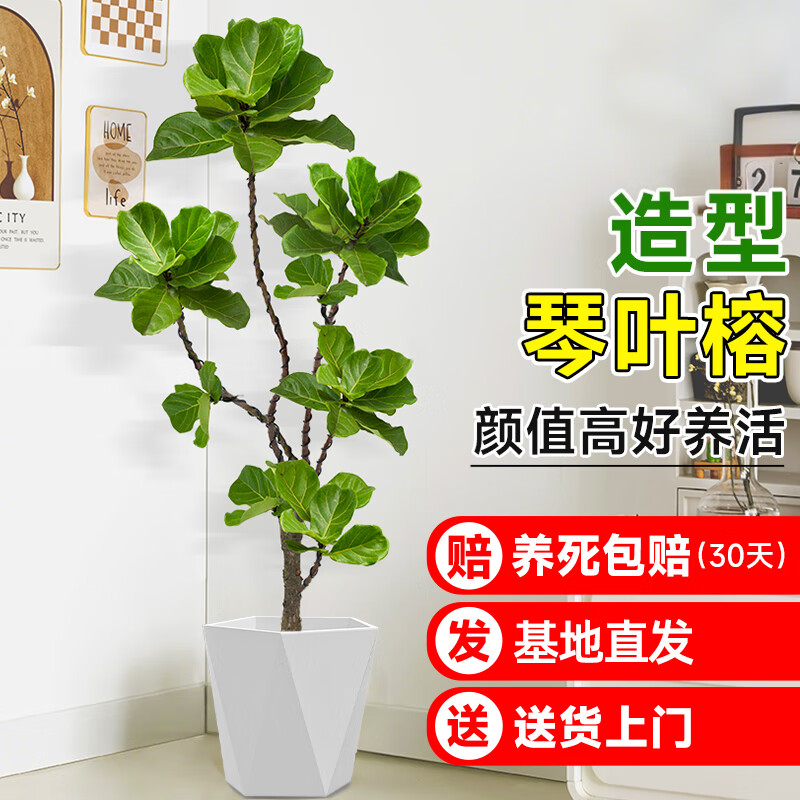 琅阙1.5-1.6m造型琴叶榕大型绿植客厅室内好养大盆栽 菱形盆源头直发