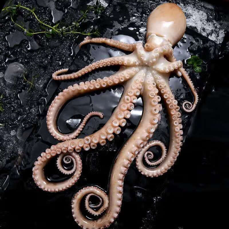 蜜钰鲜网红新鲜大长腿八爪鱼爆头长腿八爪鱼鲜活大长腿八爪鱼八爪鱼