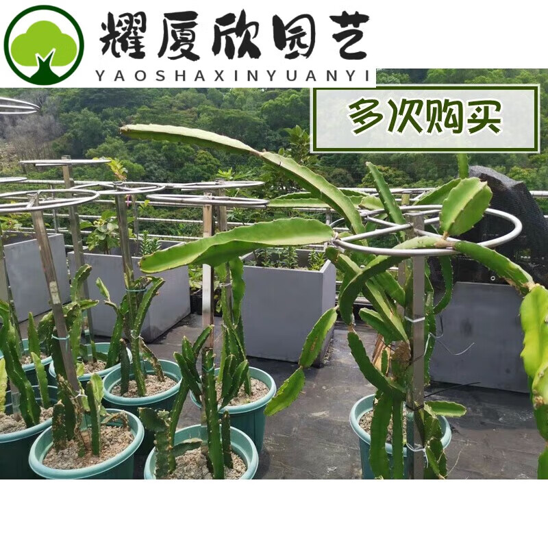后诺火龙果架不锈钢种植架火龙果支撑架地栽盆栽果树支架室外用架加的