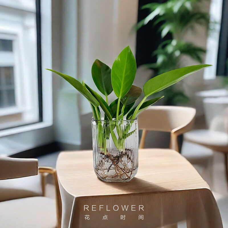 ����ʱ�䣨Reflower��ˮ��ֲ��칫��������֦�����������ڿ�����ֲ ����Ҷ����2�꡿�߶�35-45��U�Ͳ�����ƿ