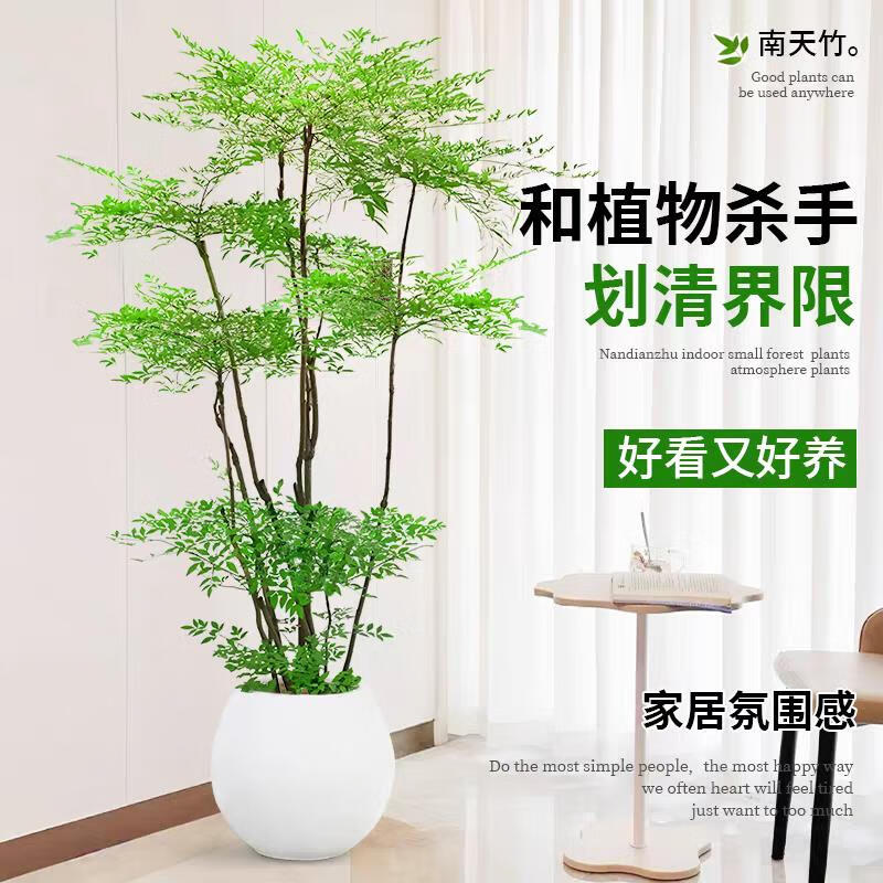 手耕田南天竹盆栽客厅大型绿植室内外落地式办公室观叶庭院植物四季好养 南天竹老桩1.6-1.8米4-6分枝配