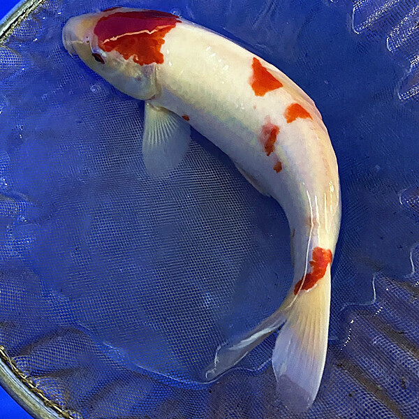 大型精品高端纯种红白锦鲤活鱼观赏鱼冷水淡好养耐活黄金龙凤 锦鲤