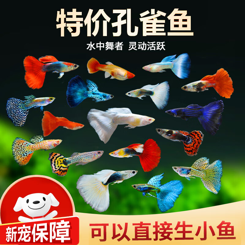 ���׹�:��С�� ��ȸ���������� 6�� 2-3cm �����ػ� 4.8Ԫ