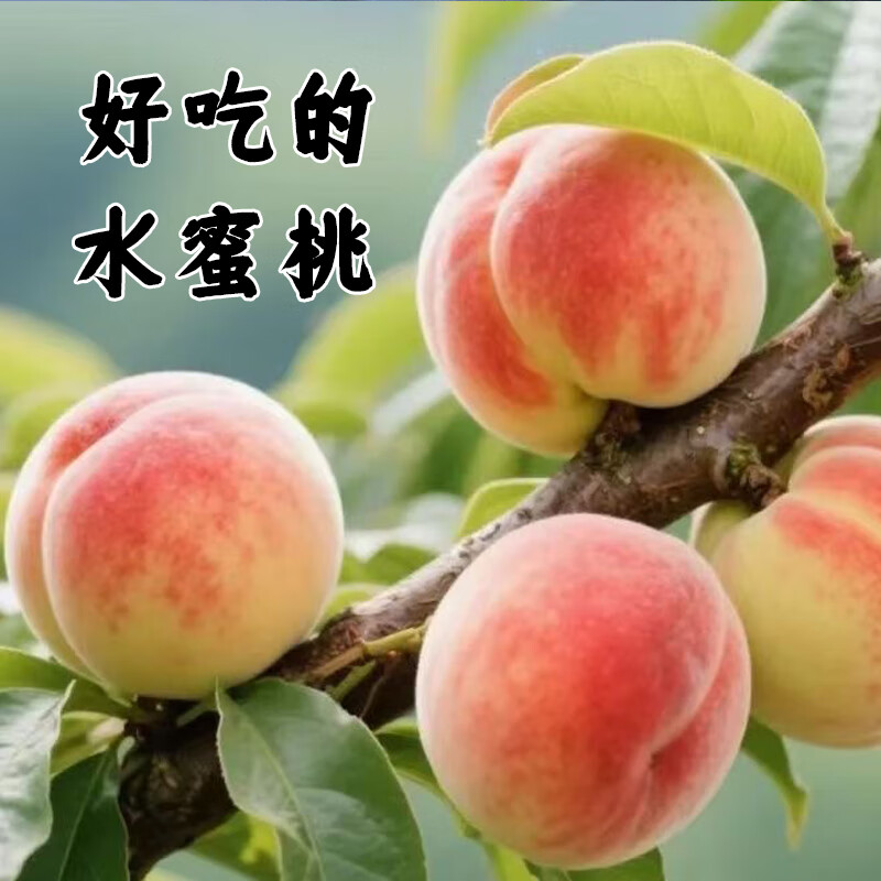 京世泽 山西水蜜桃 当季鲜桃水果毛桃子脆甜软硬两吃 【大份实惠9斤】净重8.5斤装